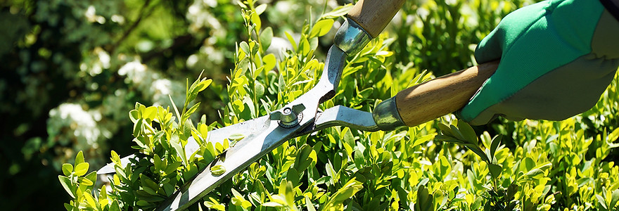 庭木の剪定・消毒