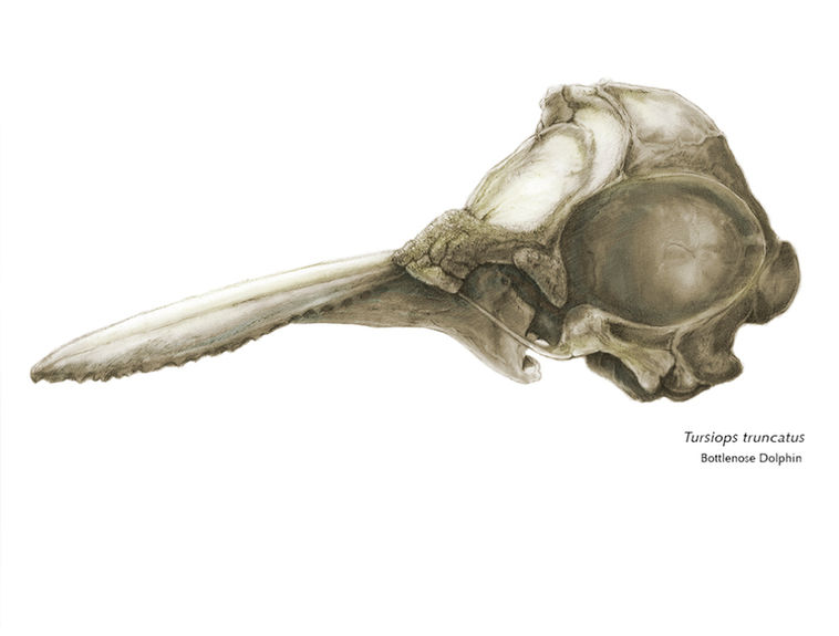 dolphin-skull-lmoore.jpg