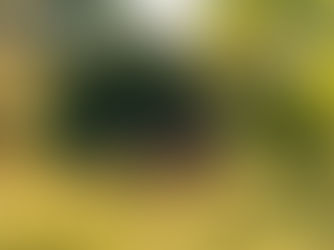 Eye-level view of a person sitting calmly in a peaceful garden
