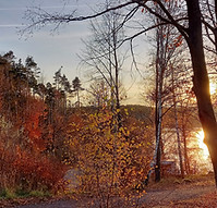 Bäume in der Herbstsonne als Symbol für den Herbst