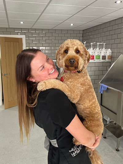 Home | Ella’s Dog Spa