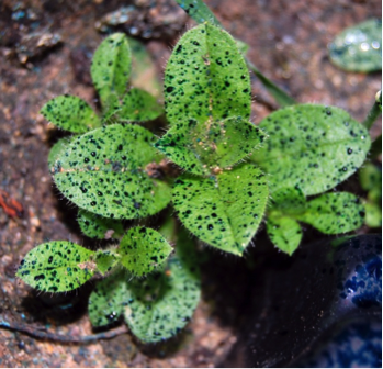 Distribution on broad leaf
