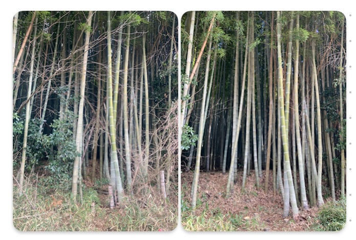 山海環 竹林整備講習 ビフォーアフター