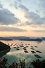沢山の牡蠣筏が浮かぶ瀬戸内海を山から望む風景です