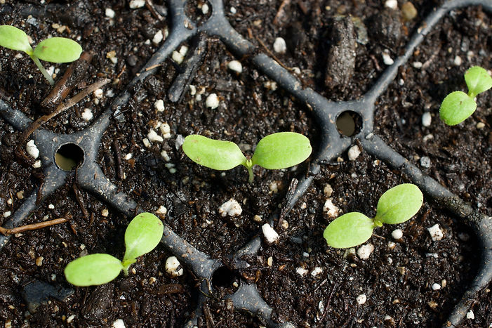 planting.jpeg