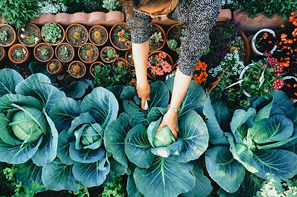 Potager