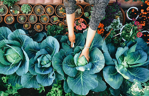 Vegetable Garden