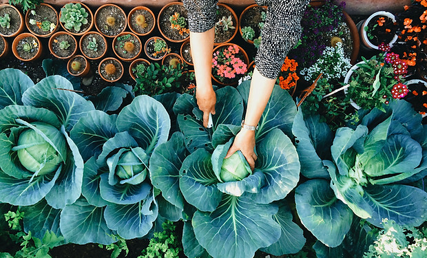 Potager