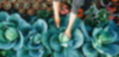 Vegetable Garden