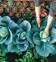 Vegetable Garden