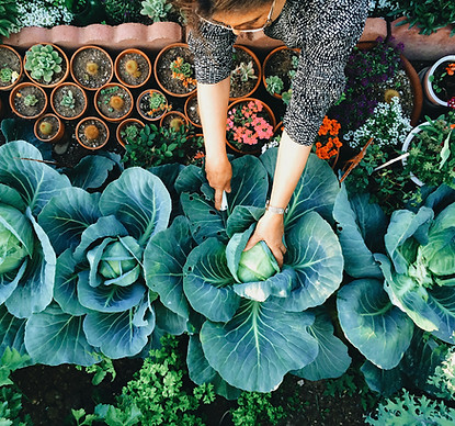 Moestuin