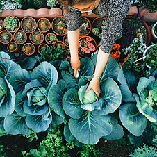 Potager