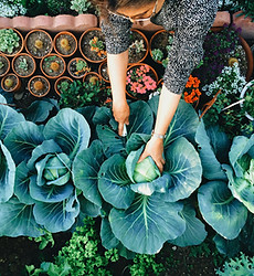 Vegetable Garden