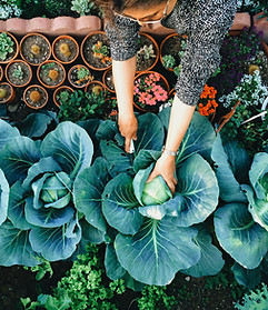 Vegetable Garden