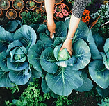 Potager