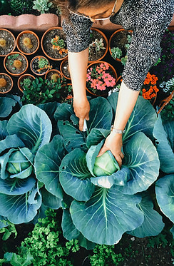 Vegetable Garden