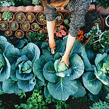 Huerto vegetal