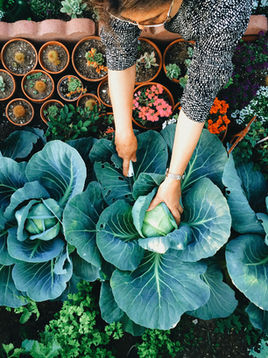 Adventures of Growing Vegetables in a City