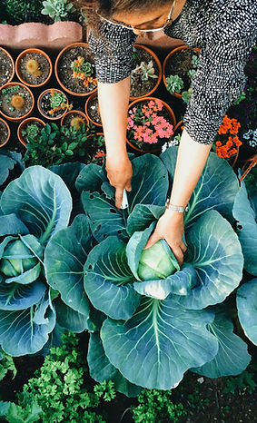 Agricultura Urbana