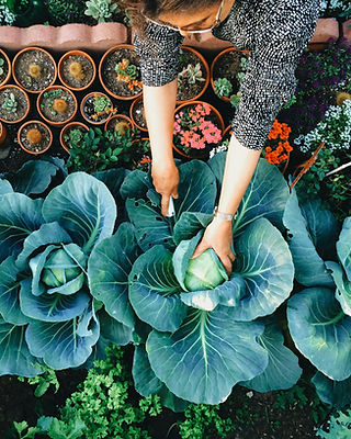 Vegetable Garden