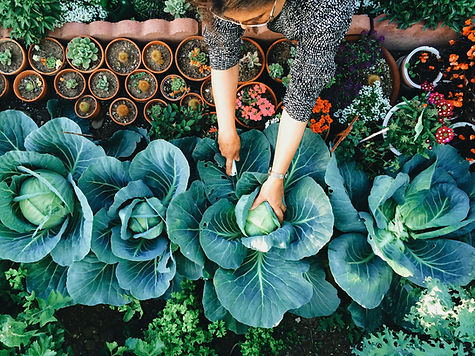 Vegetable Garden