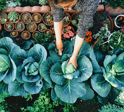 Vegetable Garden