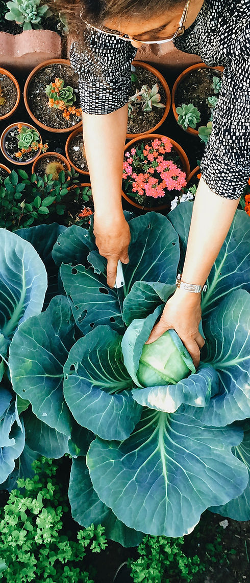 Vegetable Garden