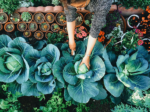 Potager