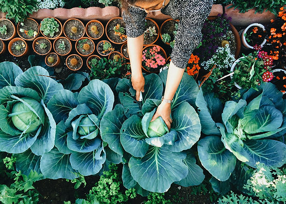 Vegetable Garden