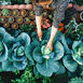 Lock-down and Your Garden