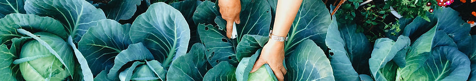 Salad washing and disinfection