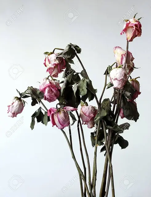 17461259-withered-flowers-dried-withered-in-a-white-environment-.webp