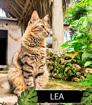 pets mamá _Mesa de trabajo 1-02.jpg