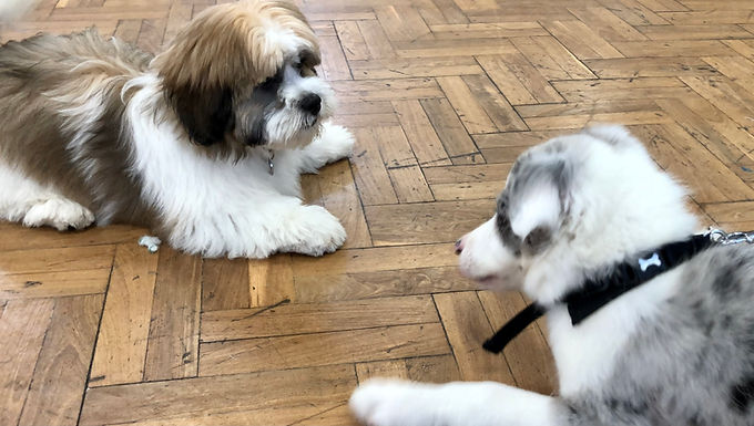 Make Tails Wag With Our Dog Training In Farnham