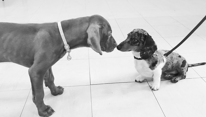 Foundational Puppy Training in Surrey: What Your Puppy Actually Learns (Week by Week)