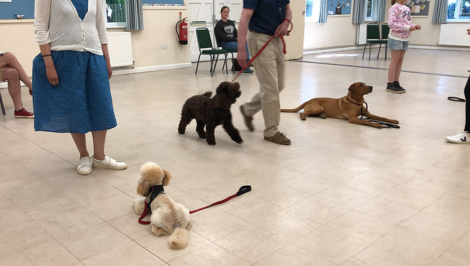 Vet Recommended and Science-Based: The Gold Standard of Dog Training in Camberley