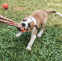 A one month puppy plays tug of war with an old piece of cloth Playtime concept outdoors.jp