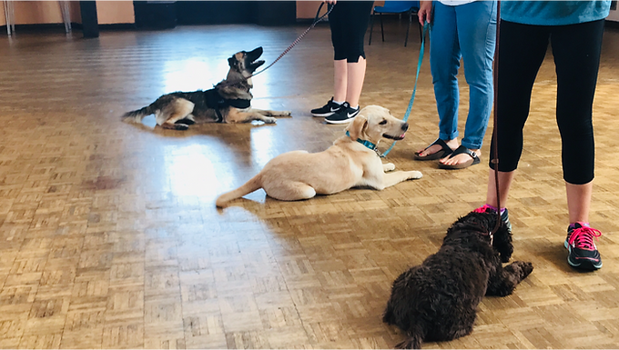 Does your Puppy Struggle In Group Classes? Here’s What to Do