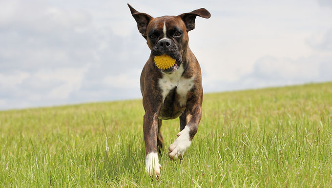 Choosing The Right Training Classes For Your Puppy In Hampshire