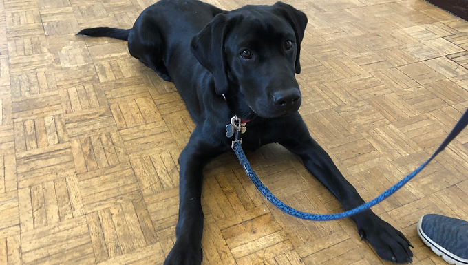 Socialisation vs Training: What Your Puppy Really Needs First