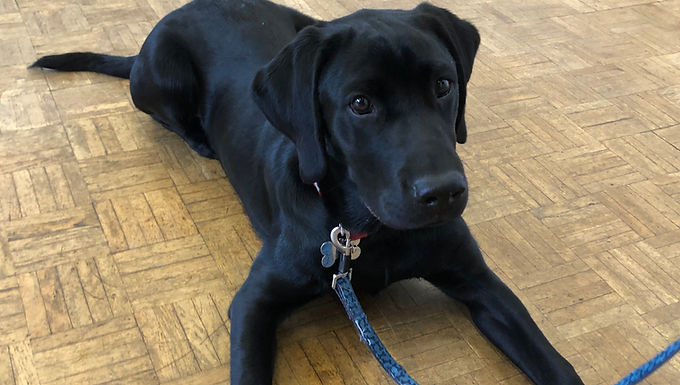 Struggling With Training Your Puppy? Join Our Modern Classes In Surrey