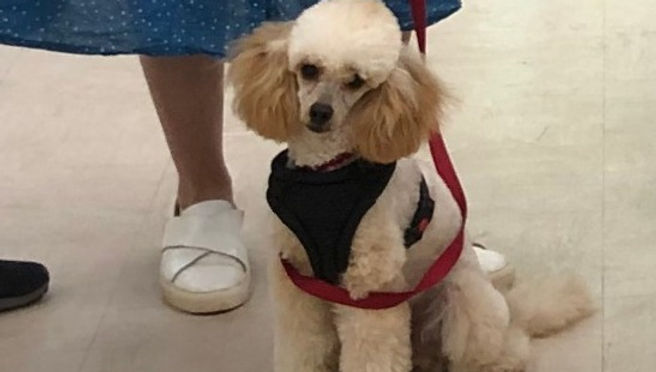Your Puppy’s First Big Milestone: Completing the Foundations for Life Course