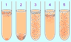 Aerobic and anaerobic bacteria can be differentiated by culturing them in test tubes of thioglycolate broth: