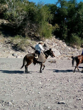 WHAT TO DO IN LORETO, HORSE BACK RIDING IN LORETO, RANCHO HORSES, BAJA DESSERT HORSE BACK RIDING
