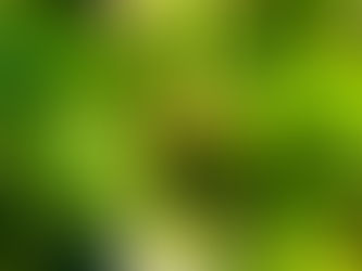 さくらんぼ生育中です