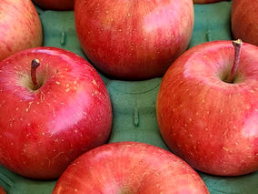 りんご サンふじ収穫中です！