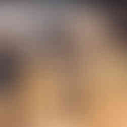 Ânes présentés au Salon de l’Agriculture 2026 à Paris