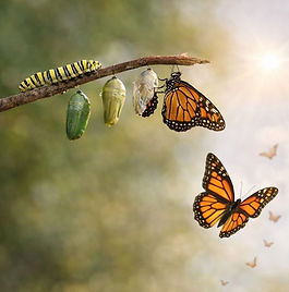 Massage métamorphique métamorphose papillon