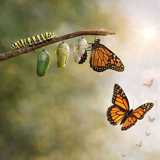 Massage métamorphique métamorphoae papillon