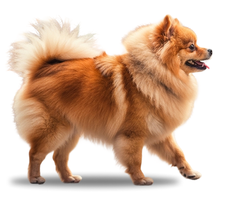 dog-img.png